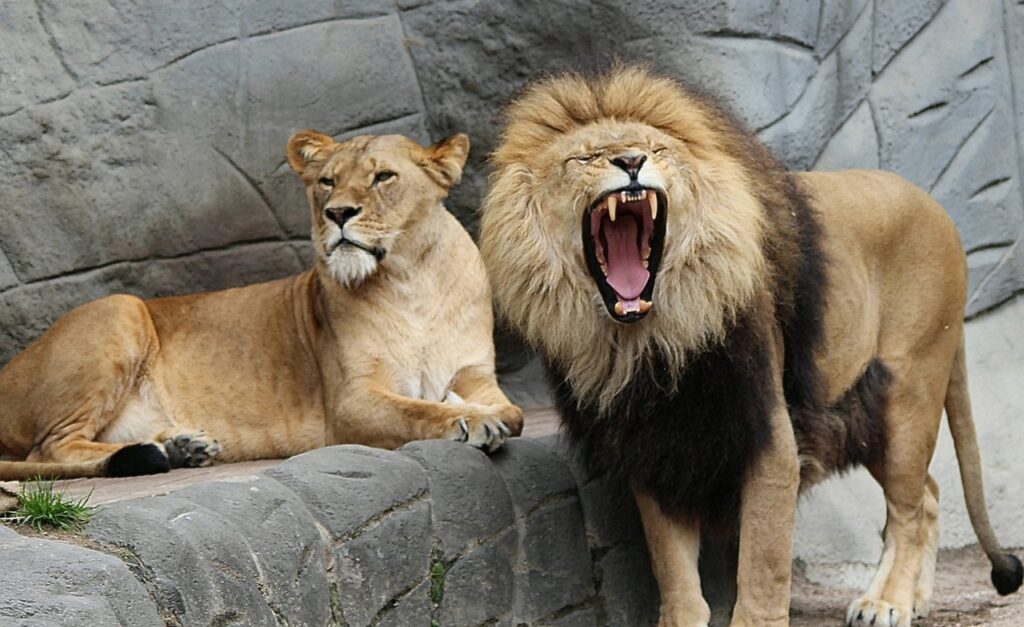 The Lion Roars Because He is Agitated